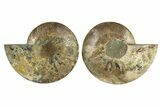 Cut & Polished, Agatized Ammonite Fossil - Madagascar #256196-1